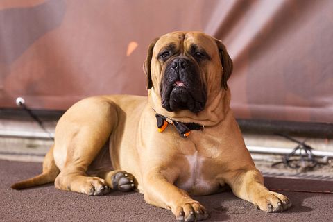 dogs that can be left alone bullmastiff