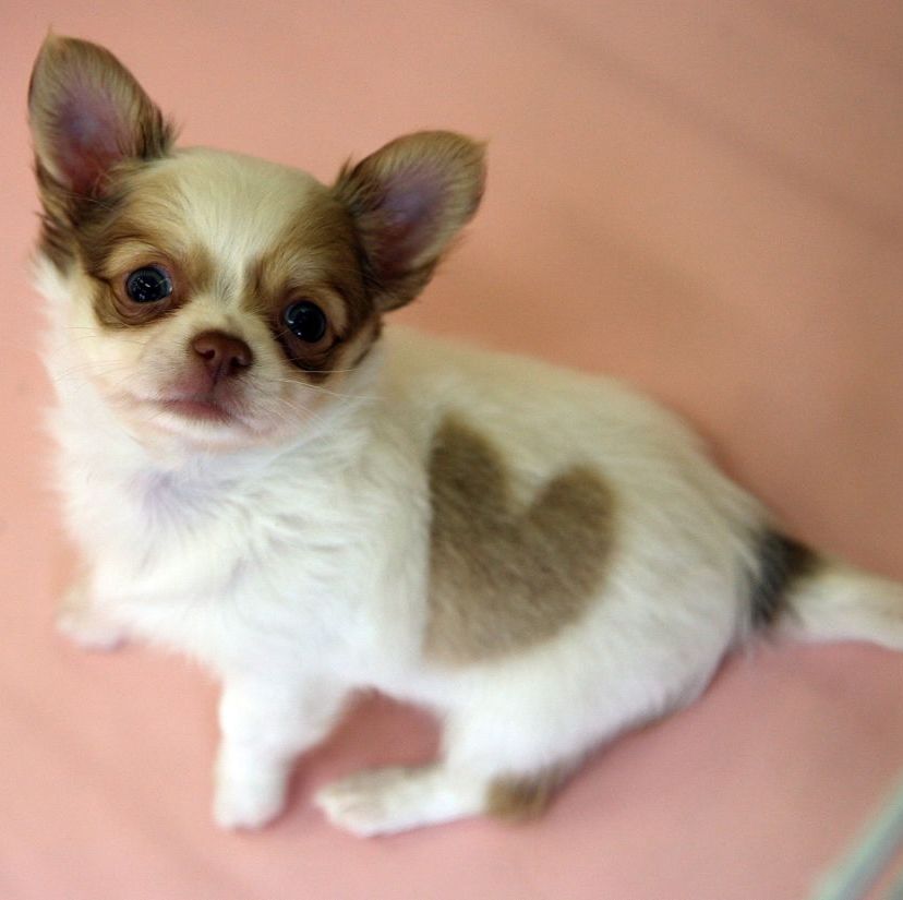 dogs that can be left alone chihuahua