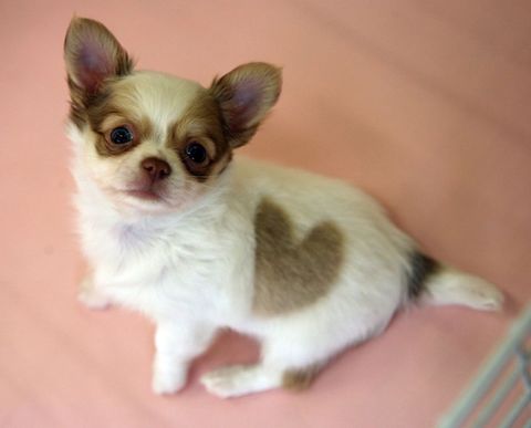 dogs that can be left alone chihuahua