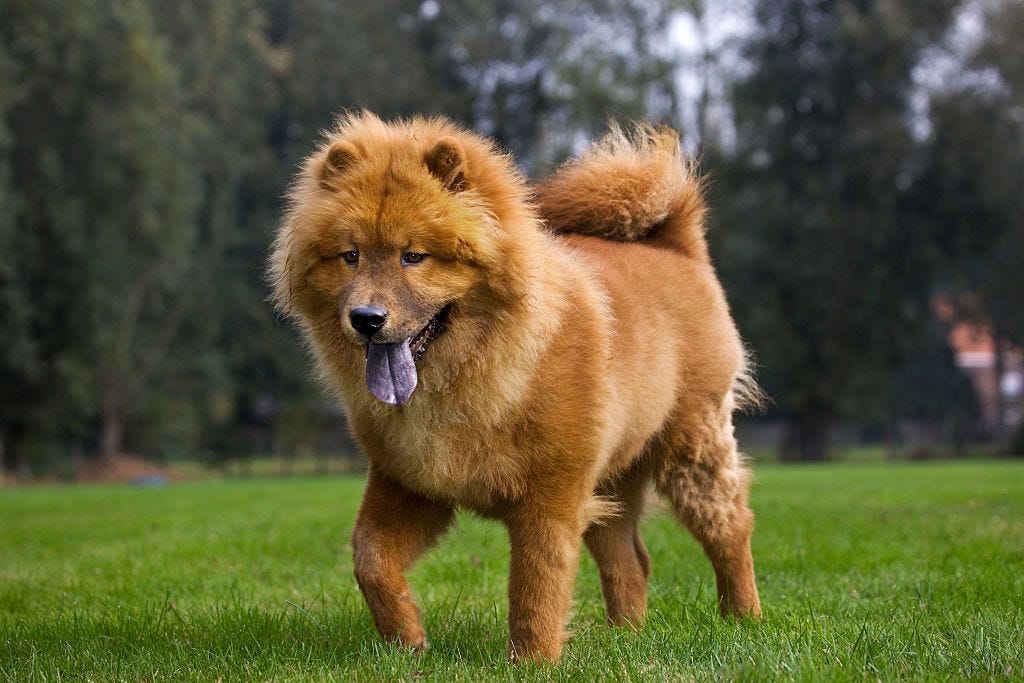 razas perro solos en casa chow chow