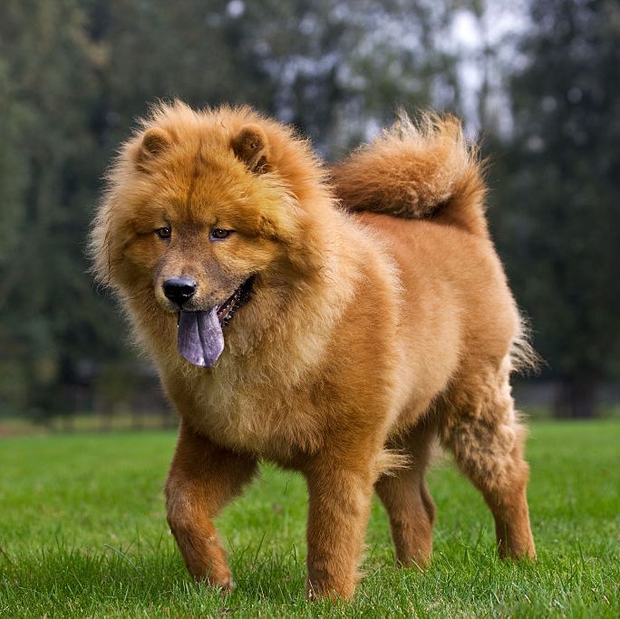dogs that can be let alone chow chow