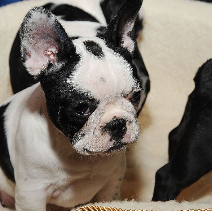 dog breeds that can be left alone french bulldog