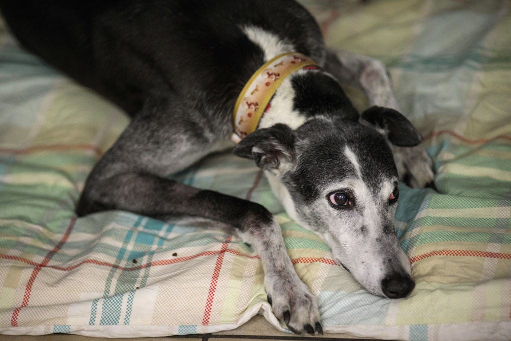 razas perro solos en casa galgo
