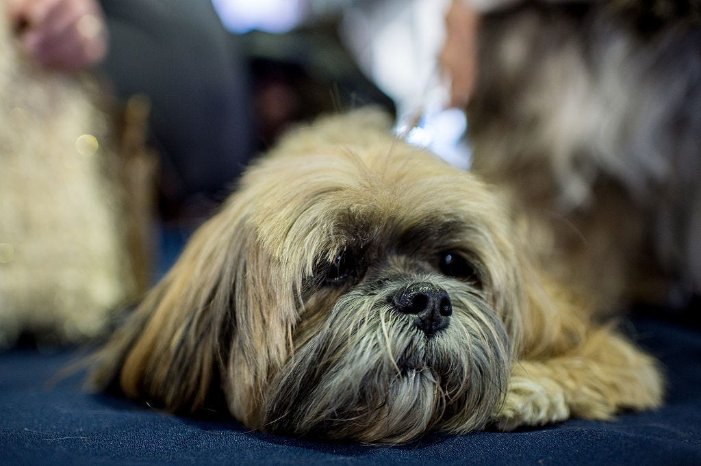razas perro solos en casa lhasa apso