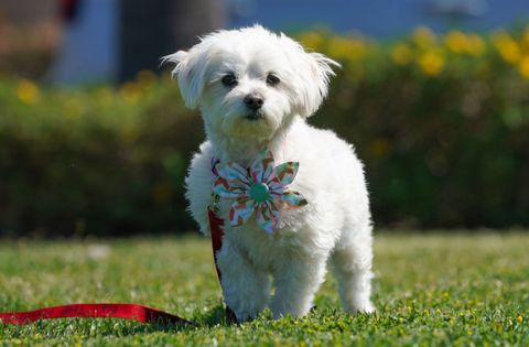 dogs that can be left alone maltese