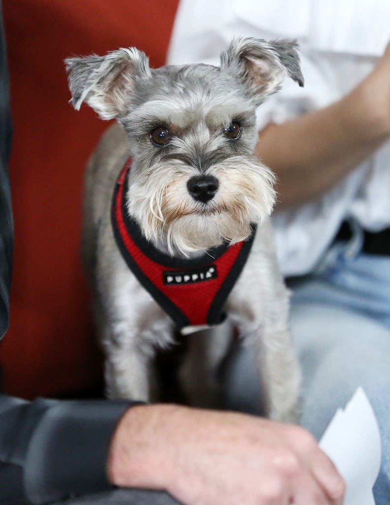 razas perro solos en casa schnauzer