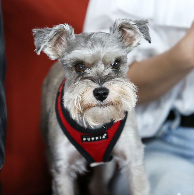 dogs that can be left alone miniature schnauzer