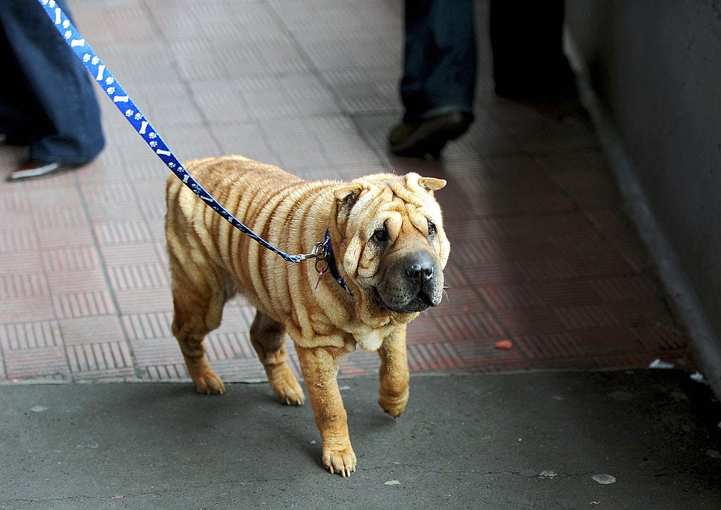 razas perro solos en casa sharpei