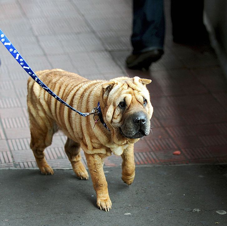 dogs that can be left alone shar pei