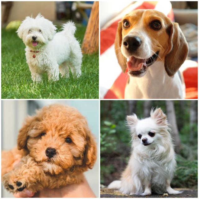 10 dog breeds which live the longest