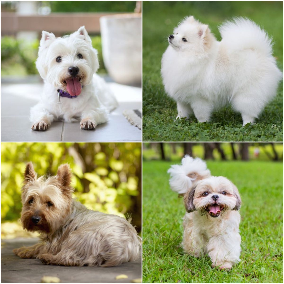 Dog Breeds That Look Like Puppies At Any Age | atelier-yuwa.ciao.jp