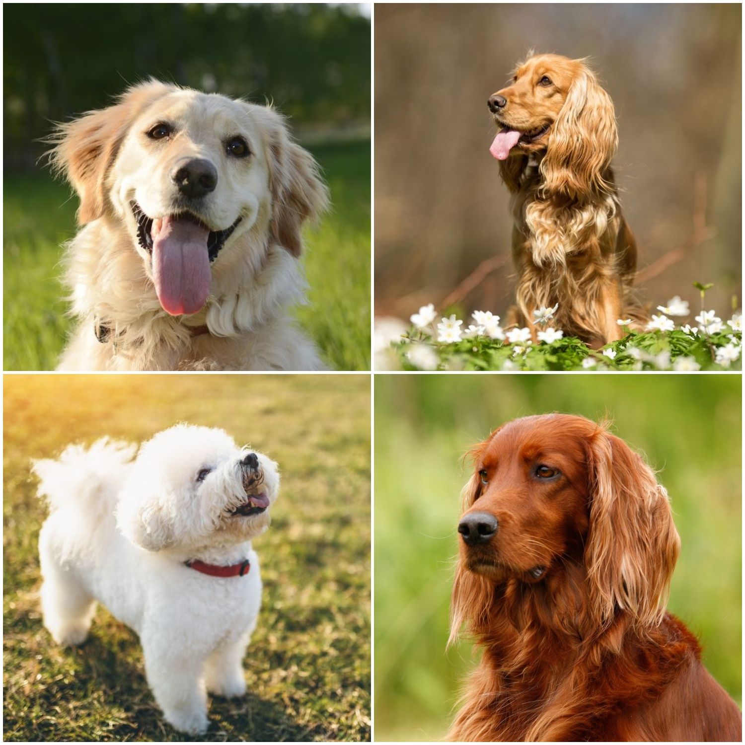 Top 10 Happiest Dog Breeds  