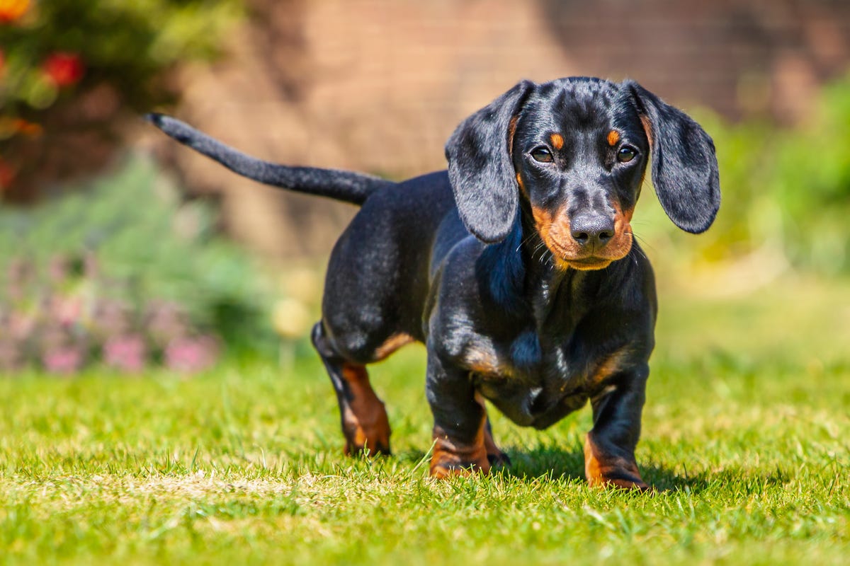 3 Dog Breeds More Prone To Separation Anxiety Issues