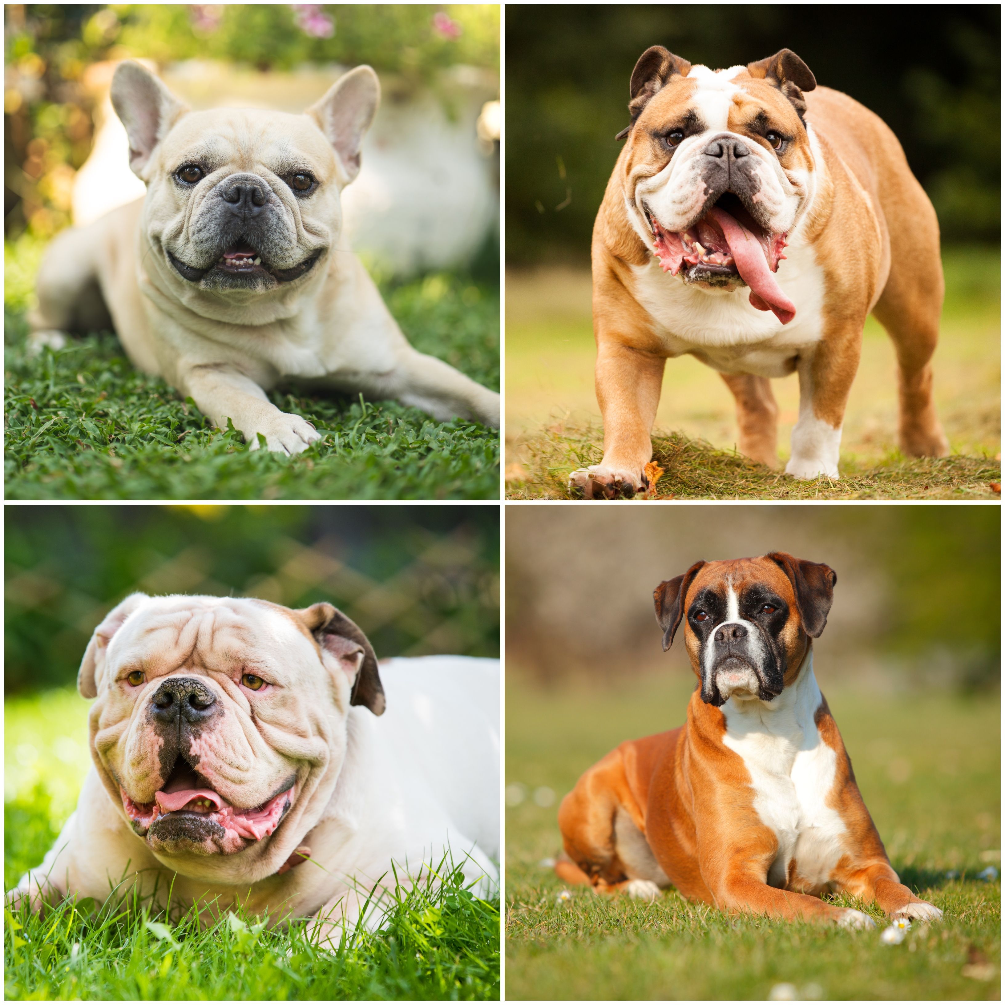 Short muzzle 2025 dog breeds