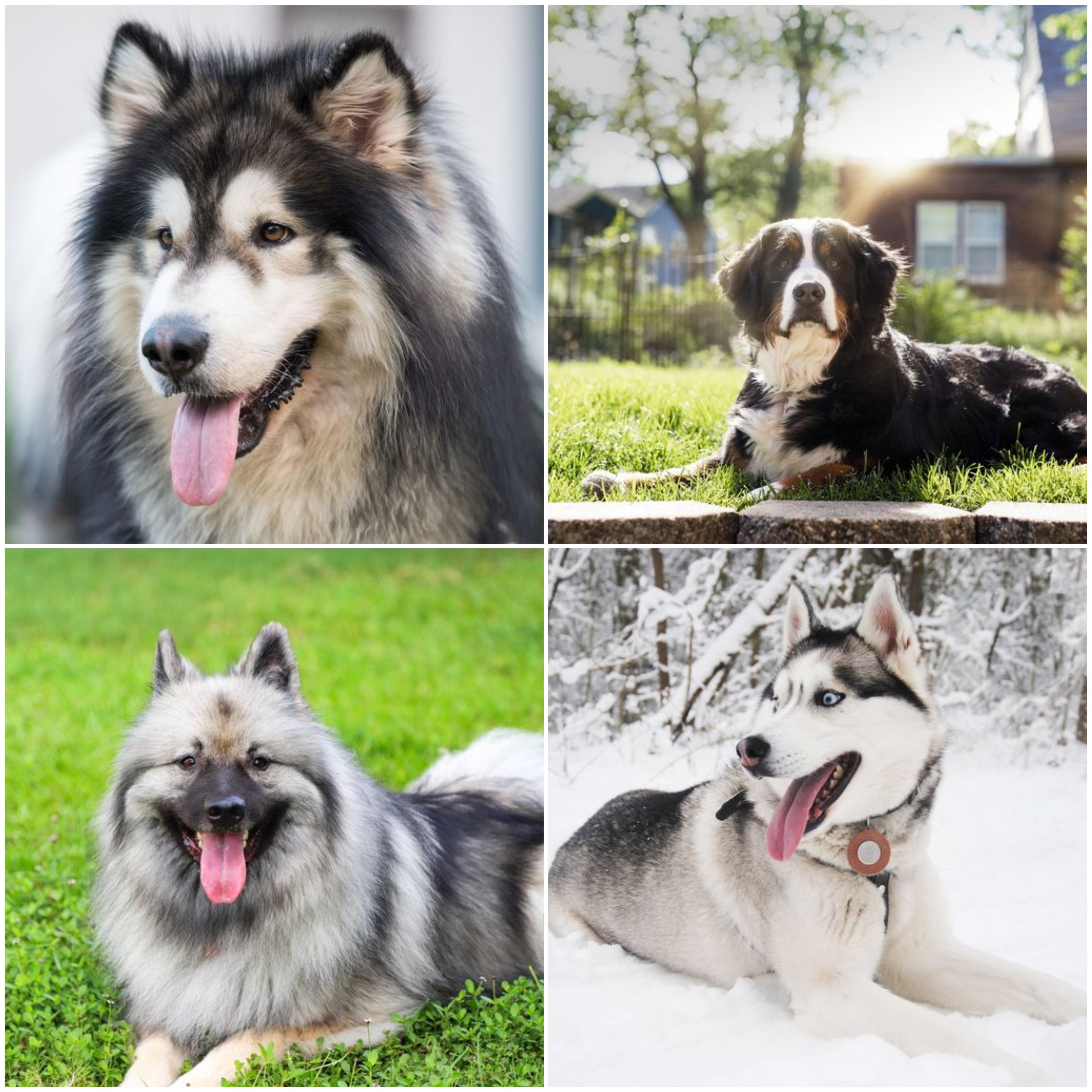 can you have an alaskan malamute in warm weather