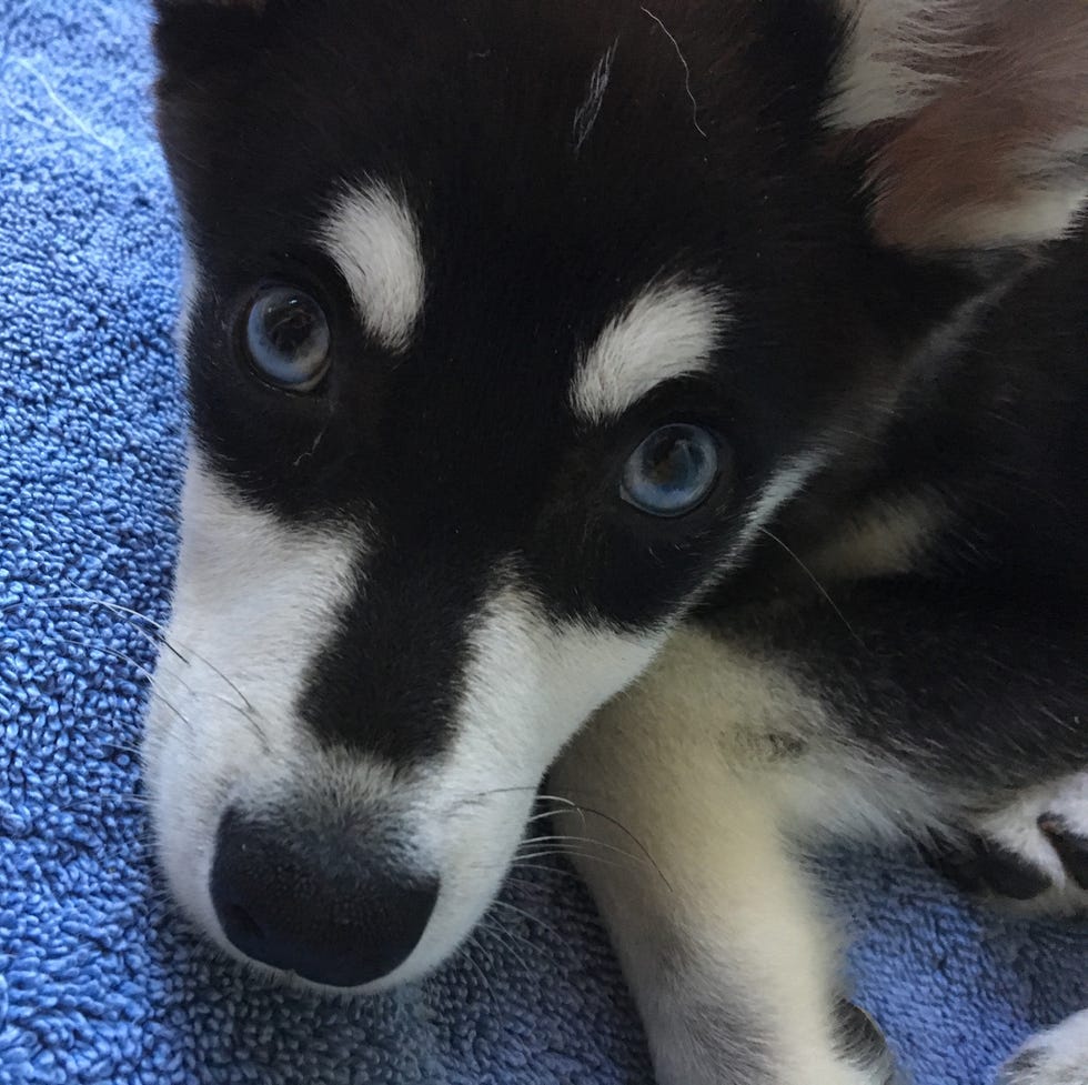 closeup of face of black and tan alaskan klee kai with blue eyes closeup of face of black and tan alaskan klee kai with blue eyes
