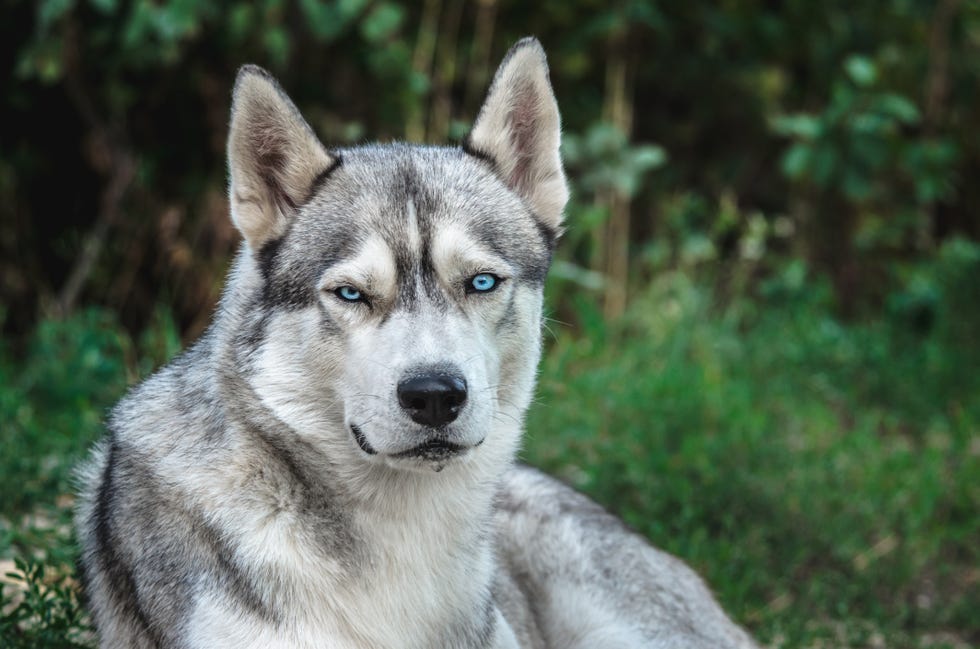 gray and white alaskan malamute dog with blue eyes laying outside with a background of trees and plants