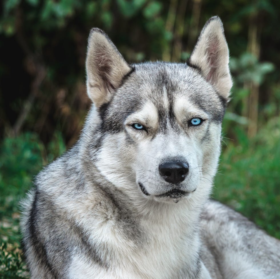 gray and white alaskan Malamute dog with blue eyes laying outside with a background of trees and plants gray and white alaskan malamute dog with blue eyes laying outside with a background of trees and plants