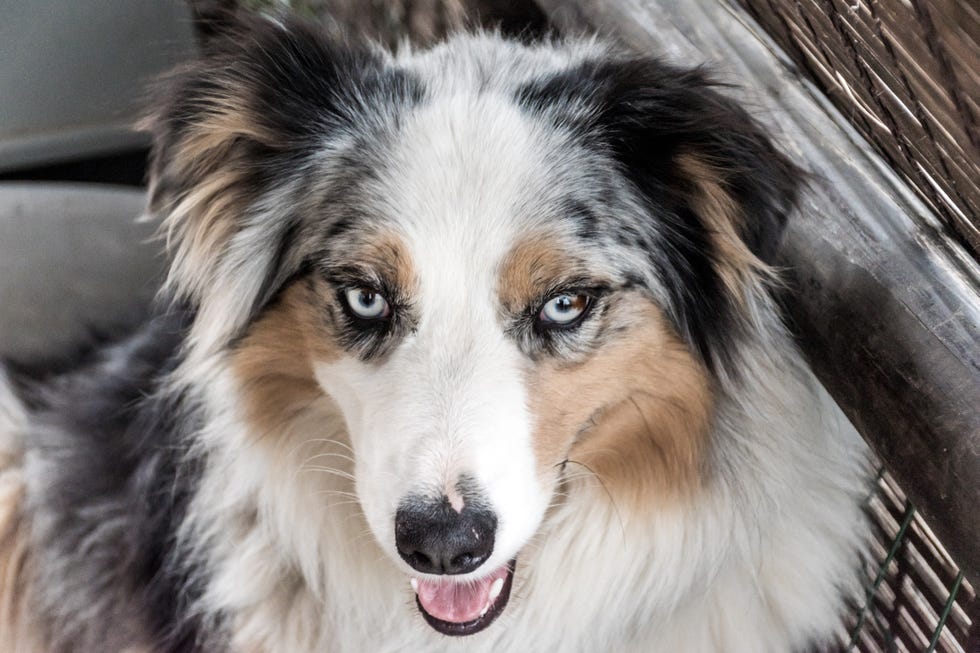 panting brown white and black australian shepherd dog with light blue eyes in close up