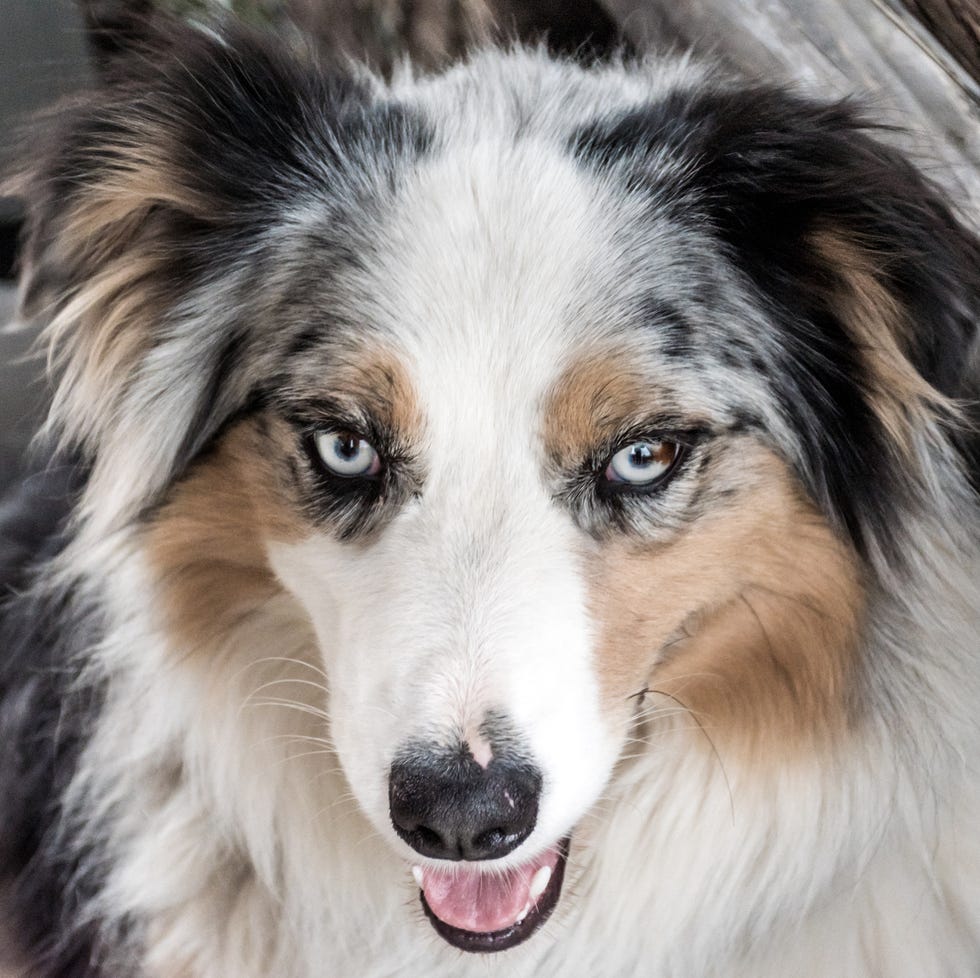 panting brown white and black Australian Shepherd Dog with light blue eyes in close up panting brown white and black australian shepherd dog with light blue eyes in close up