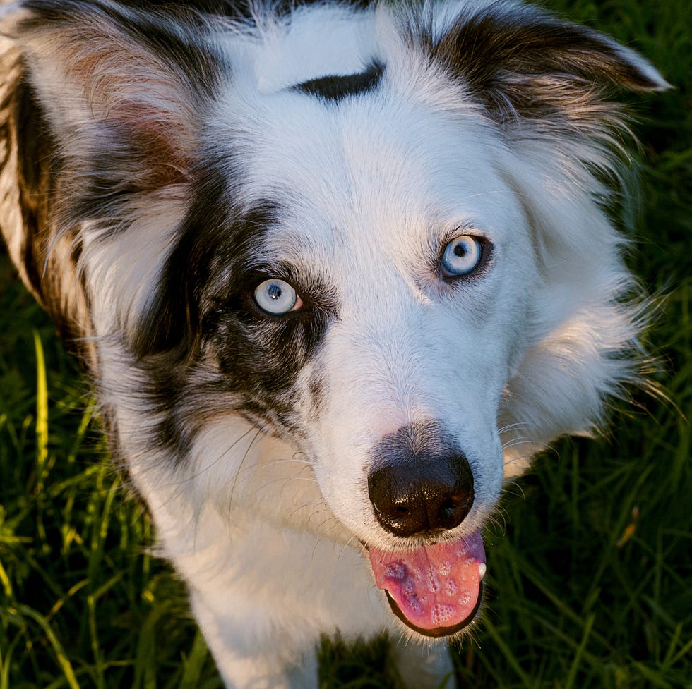 overhead view of panting black and white border collie with blue eyes looking at camera overhead view of panting black and white border collie with blue eyes looking at camera