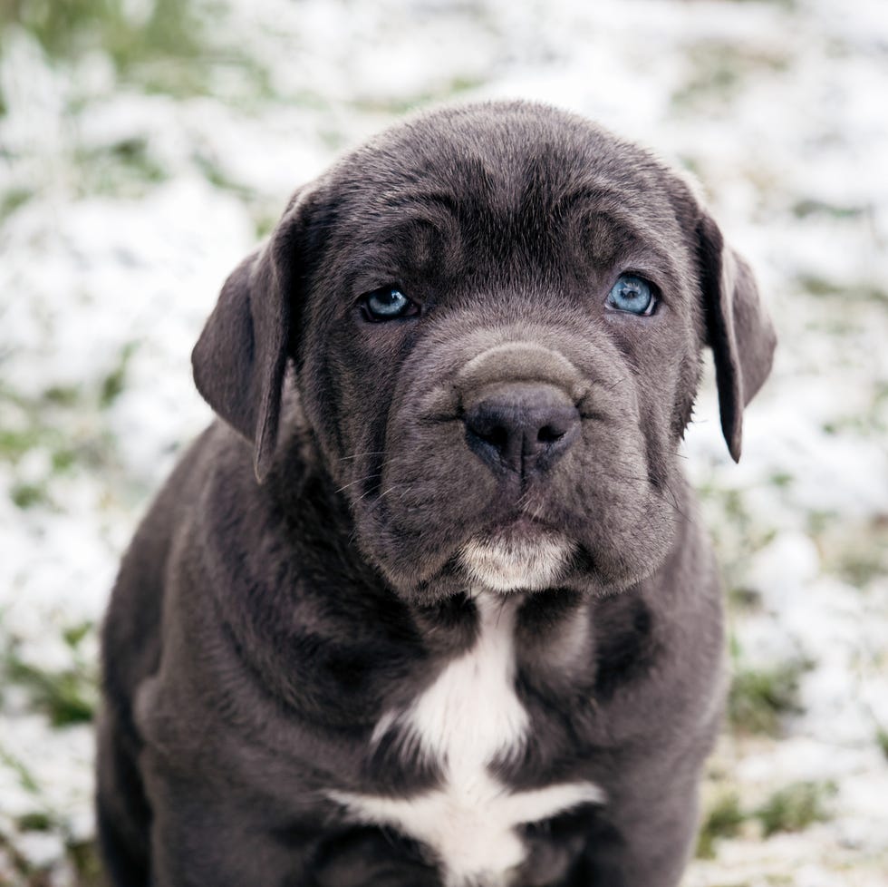 black cane corso puppy with blue eyes staring up at camera in the snow black cane corso puppy with blue eyes staring up at camera in the snow