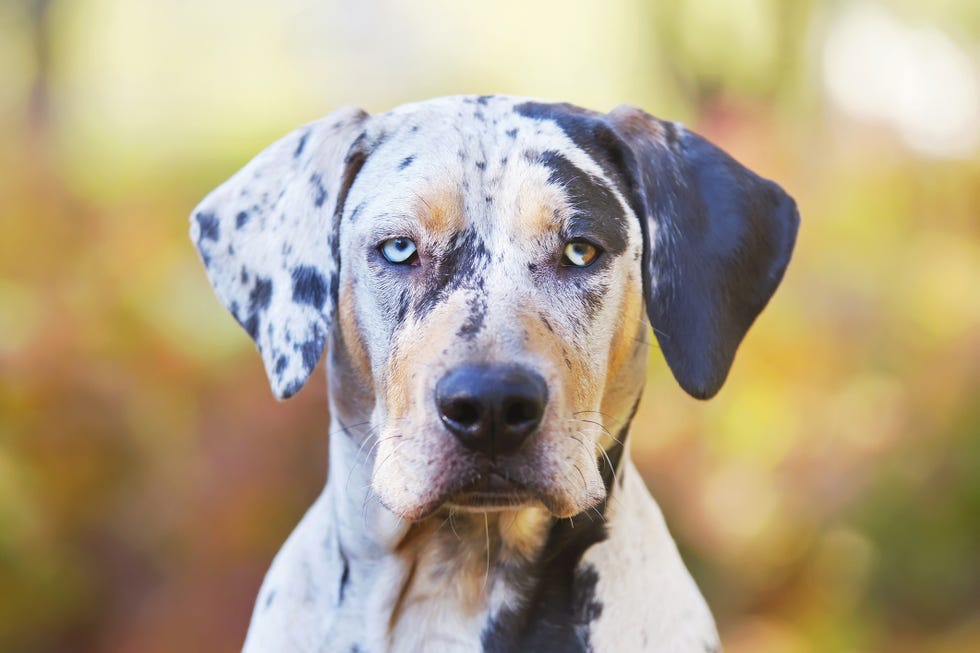 spotted brown white and tan shortcoated catahoula leopard dog with blues eyes with outdoor autumn background