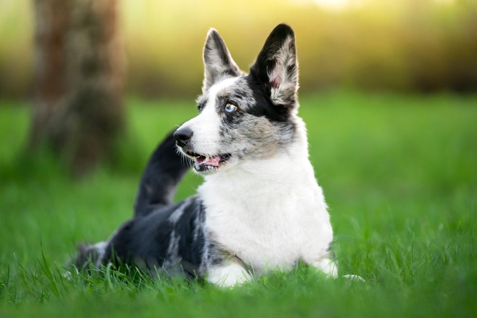 a blue merle welsh corgi cardigan dog lies in the grass, staring to the side outdoor photo