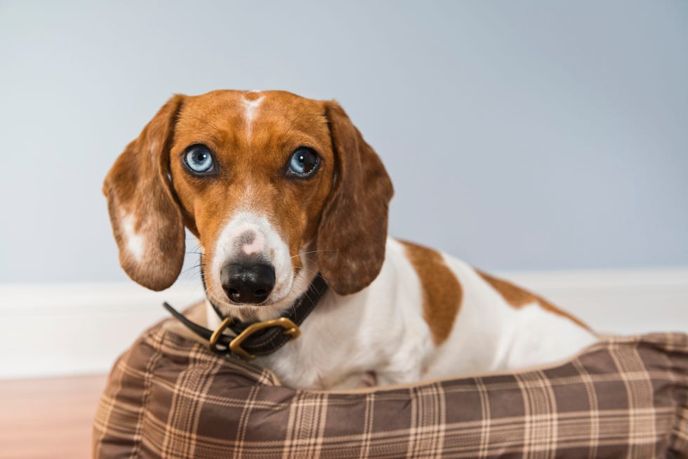brown and white dachshund with blue eyes sitting in a brown dog bed looking at the camera with her ears up