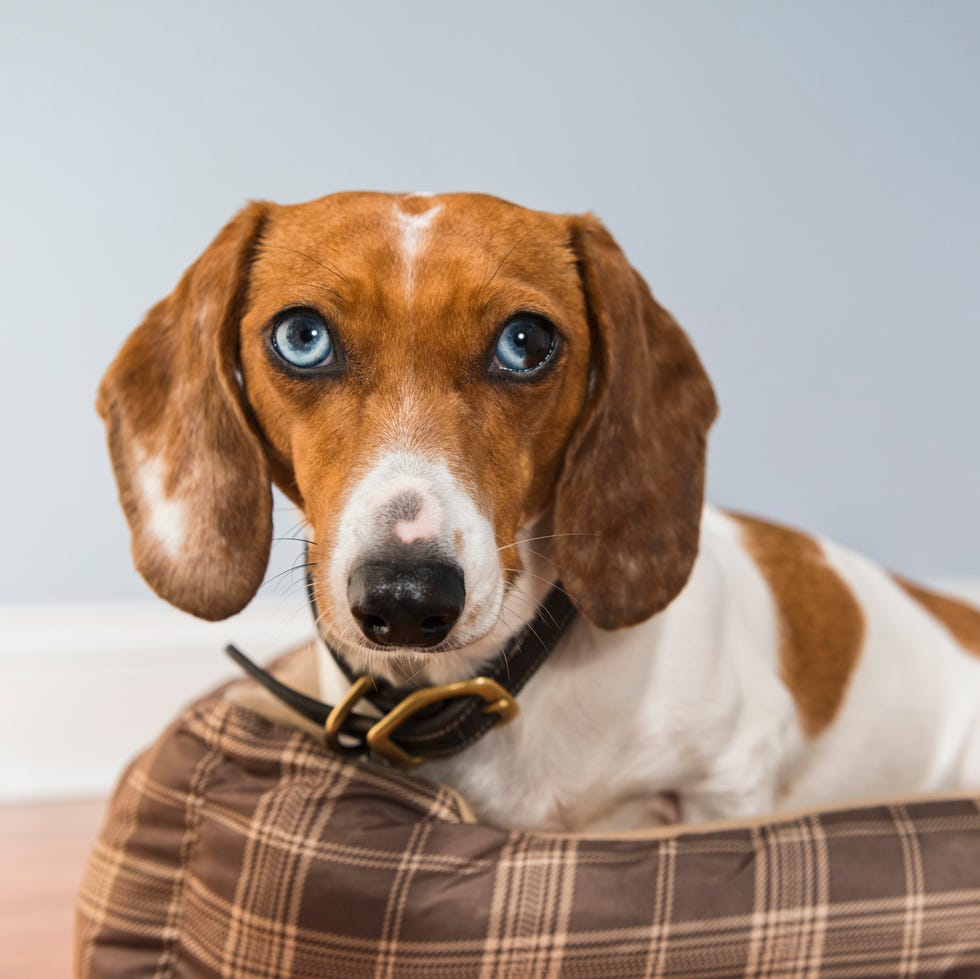 brown and white dachshund with blue eyes sitting in a brown dog bed looking at the camera with her ears up brown and white dachshund with blue eyes sitting in a brown dog bed looking at the camera with her ears up