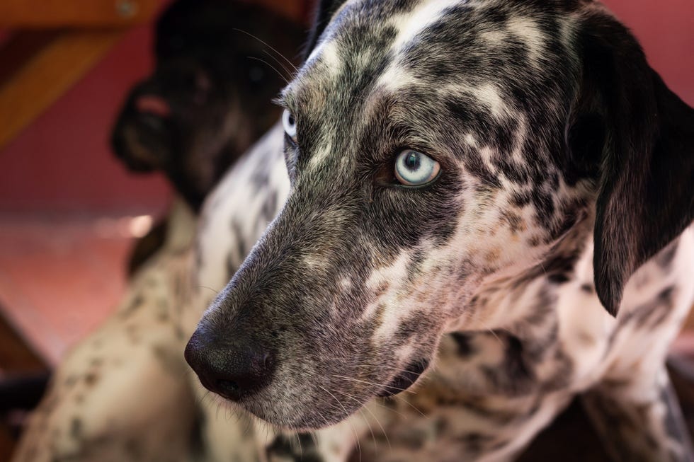 closeup of black and white dalmatian with blue eyes alert sitting in profile