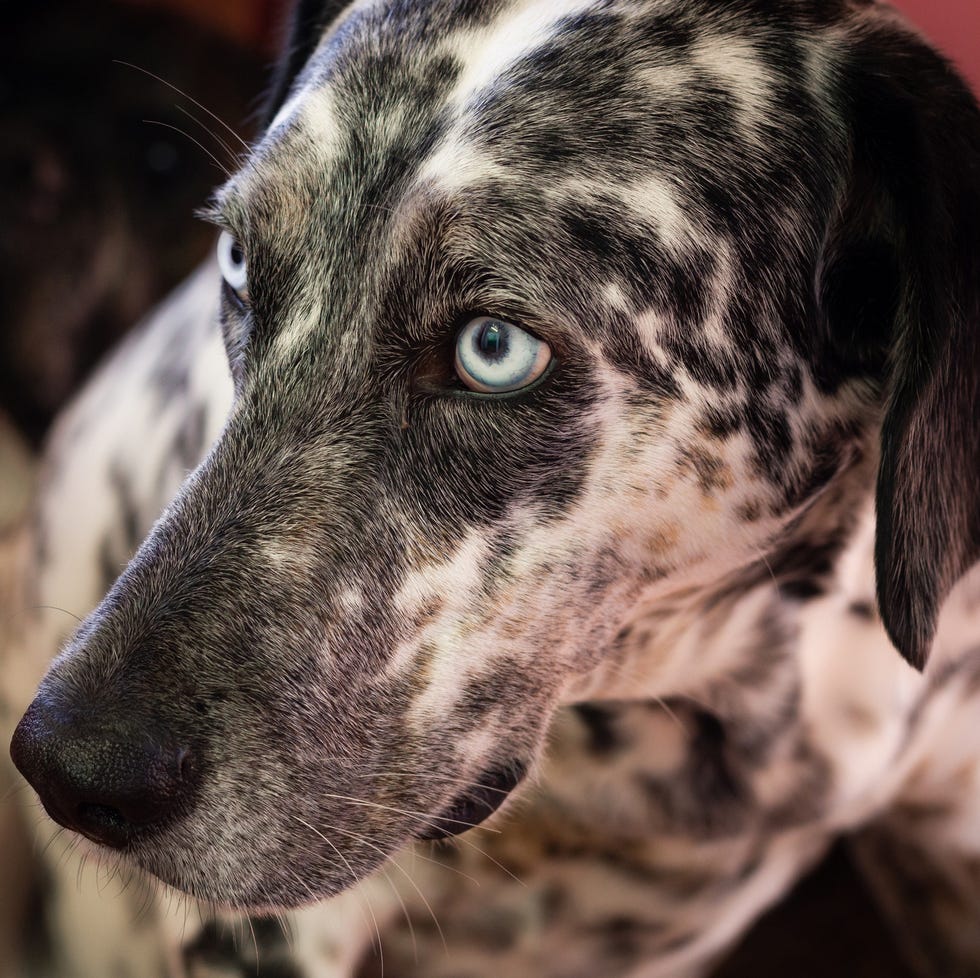 closeup of black and white dalmatian with blue eyes alert sitting in profile closeup of black and white dalmatian with blue eyes alert sitting in profile