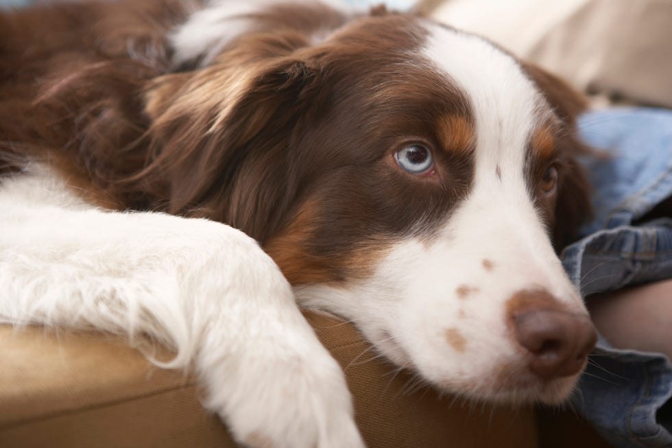 brown and white longhaired english setter dog with blue eyes in close up laying head down