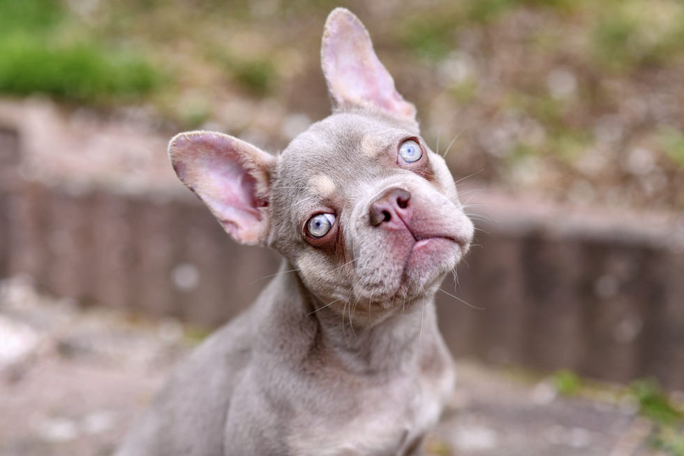 light brown and tan french bulldog dog that is outside with very light blue eyes tilting head and looking at the camera