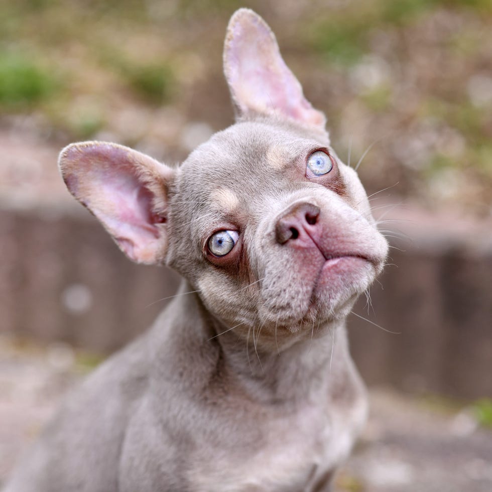 light brown and tan French Bulldog dog that is outsides with very light blue eyes tilting head and looking at the camera light brown and tan french bulldog dog that is outside with very light blue eyes tilting head and looking at the camera