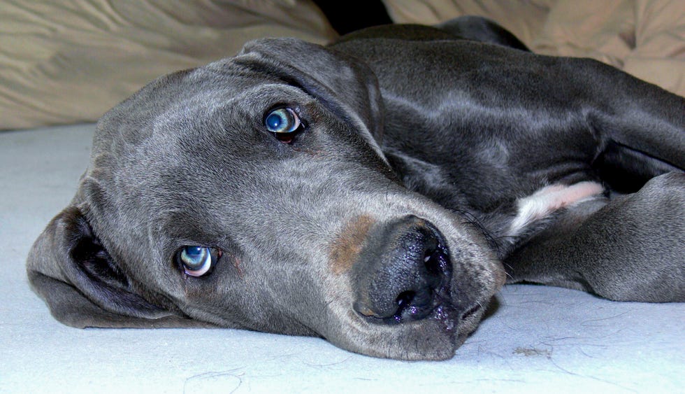gray great dane with blue eyes in close up laying on his side