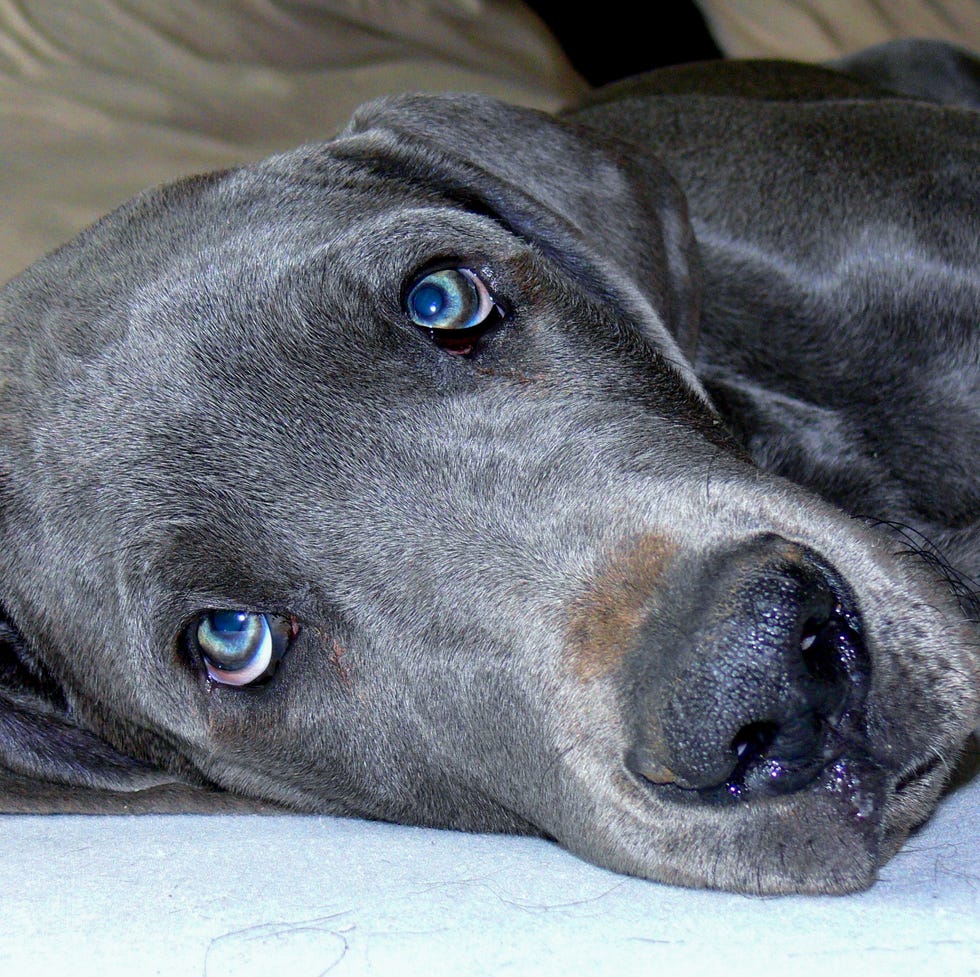 gray Great Dane with blue eyes in close up laying on his side gray great dane with blue eyes in close up laying on his side