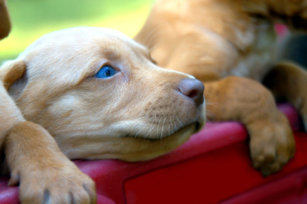 blond labrador retriever puppy with blue eyes lays his head on the edge of a red wagon