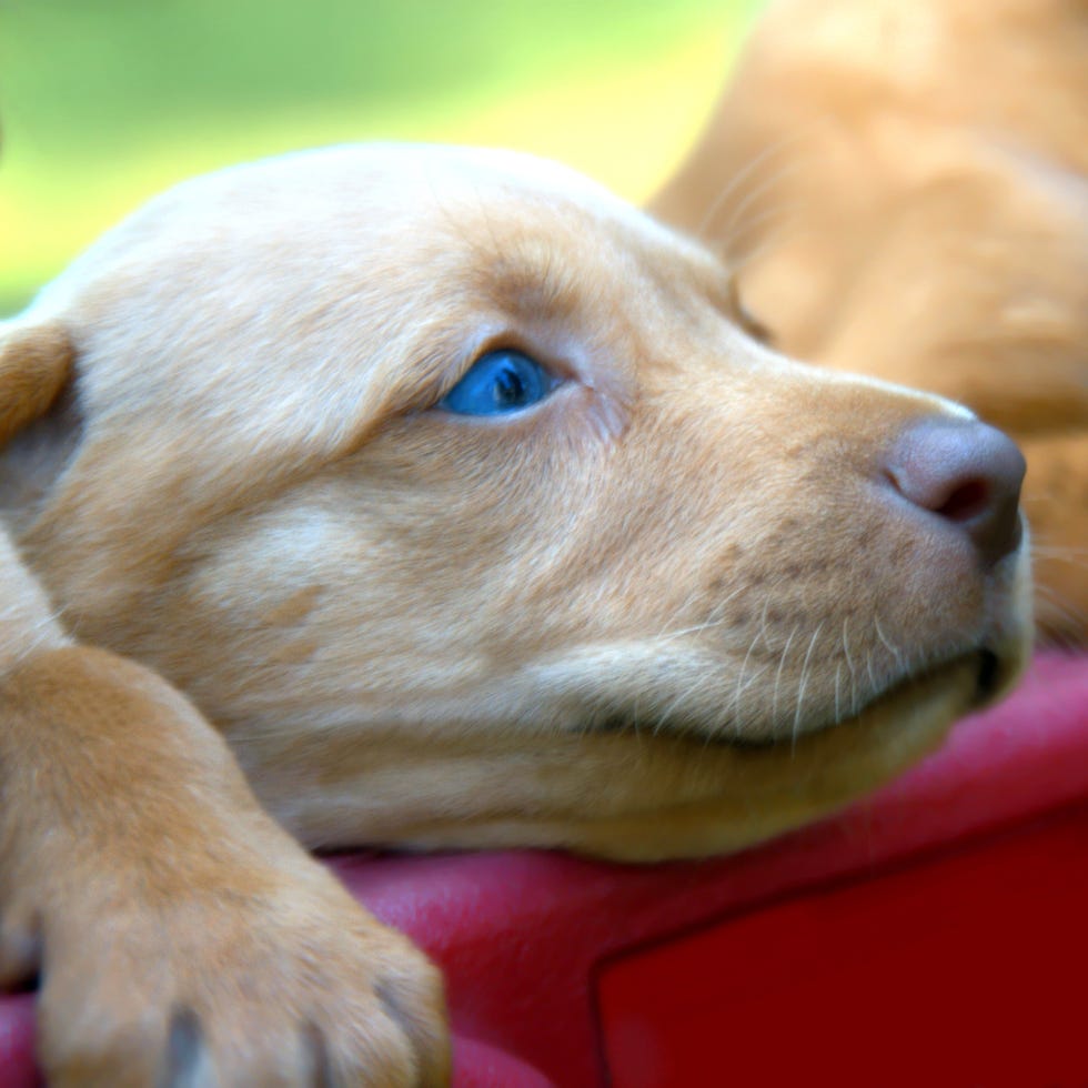 blond Labrador Retriever puppy with blue eyes lays his head on the edge of a red wagon blond labrador retriever puppy with blue eyes lays his head on the edge of a red wagon