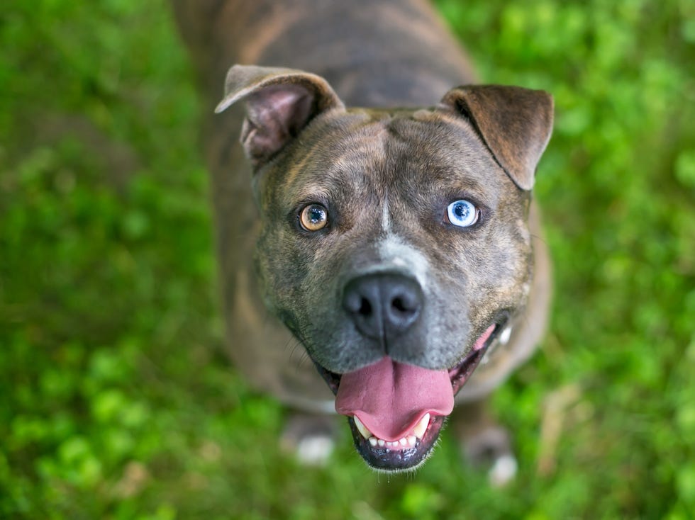 a happy brindle pit bull terrier dog with heterochromia, one blue eye and one brown eye staring up at the camera and panting