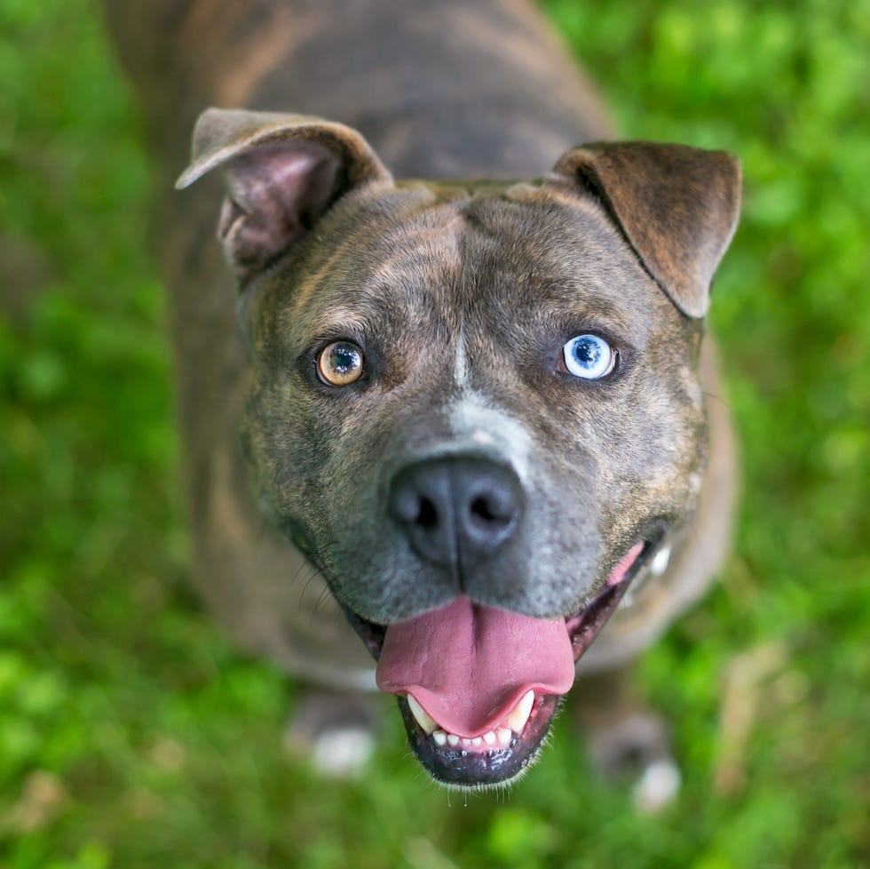 A happy brindle Pit Bull Terrier dog with heterochromia, one blue eye and one brown eye staring up at the camera and panting a happy brindle pit bull terrier dog with heterochromia, one blue eye and one brown eye staring up at the camera and panting