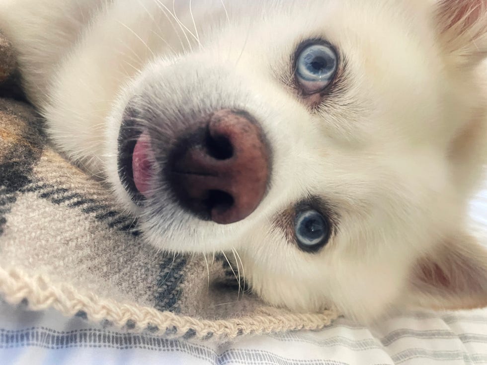 a fluffy white pomsky with blue eyes lying on his side on a cozy blanket in close up