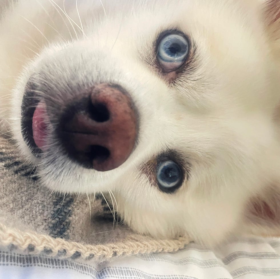 a fluffy white pomsky with blue eyes lying on his side on a cozy blanket in close up a fluffy white pomsky with blue eyes lying on his side on a cozy blanket in close up