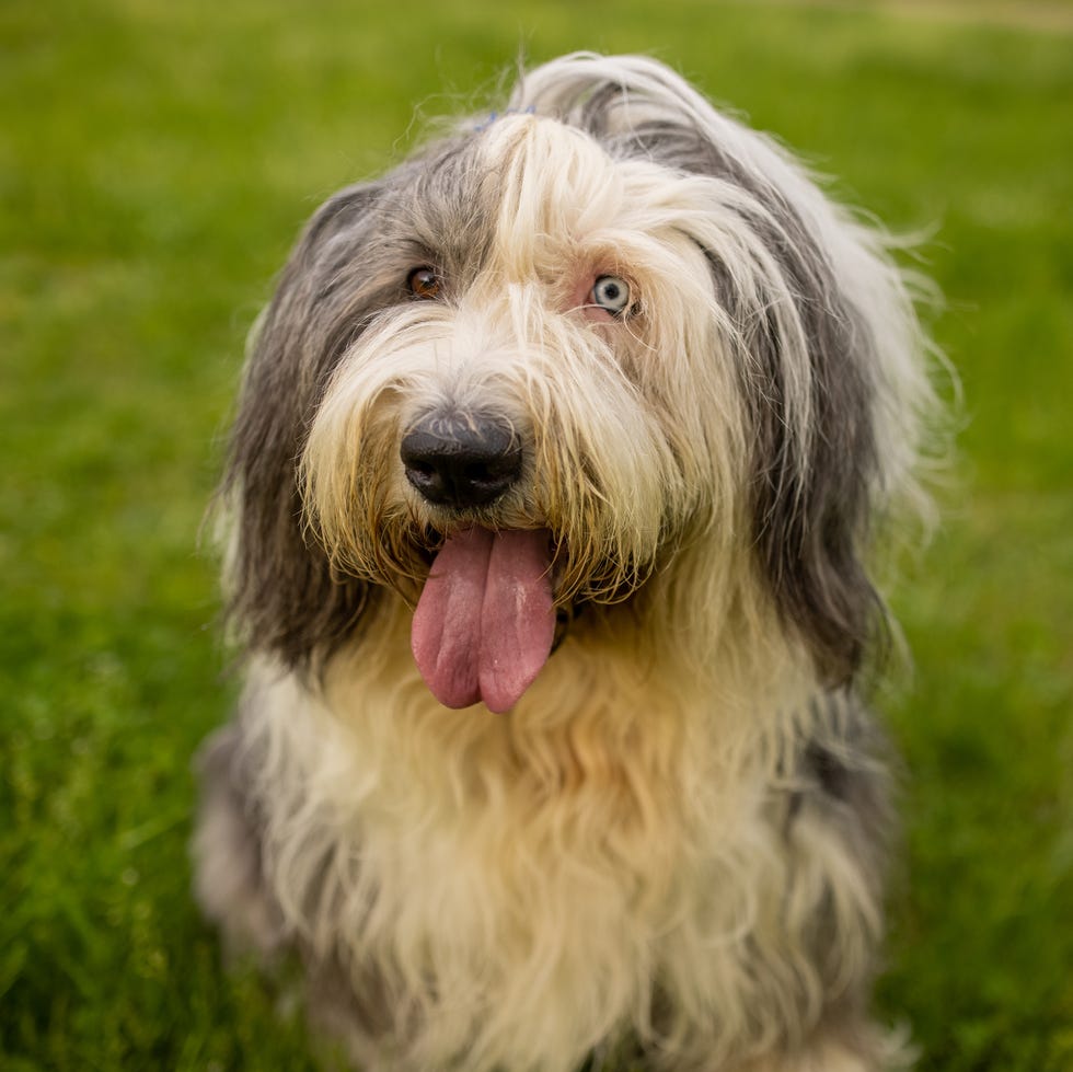 cute gray and white old english sheepdog with blue eyes and hair pulled back from eyes in meadow looking up at camera cute gray and white old english sheepdog with blue eyes and hair pulled back from eyes in meadow looking up at camera