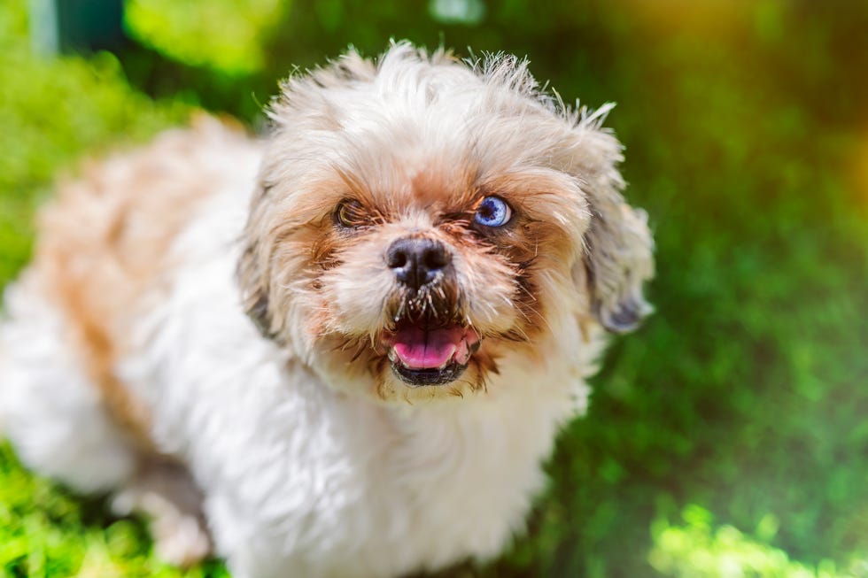 painting brown and white shih tzu dog with one blue and one brown eye outside in sun