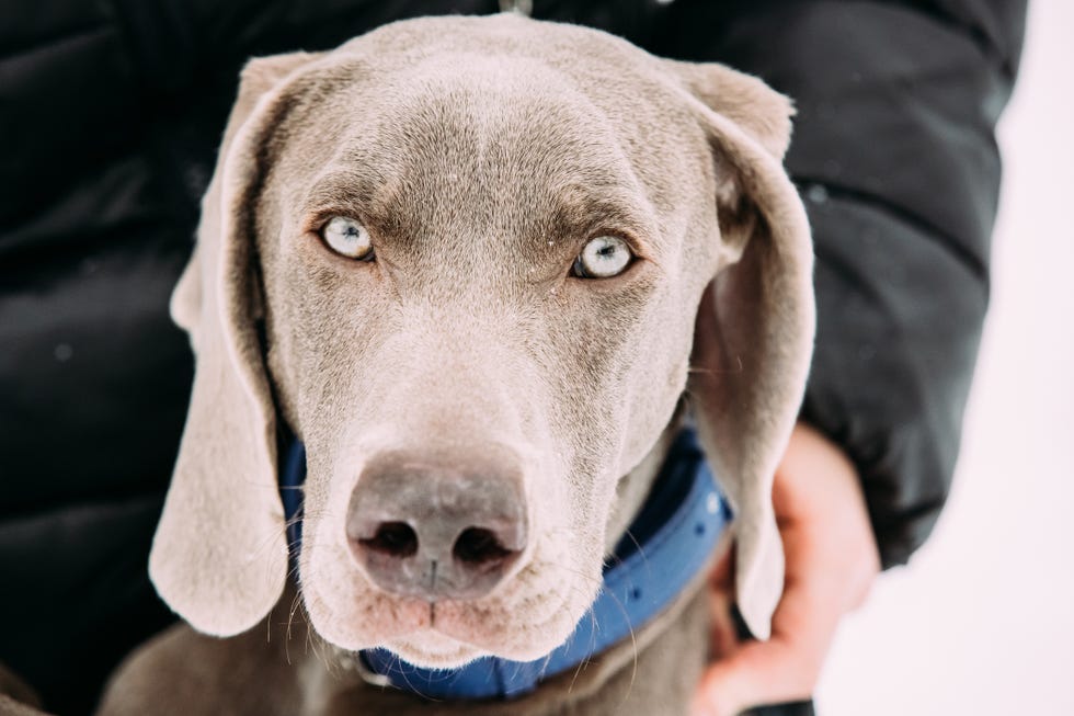 close portrait of blue eyed silver weimaraner dog with a man's hand on his blue collar