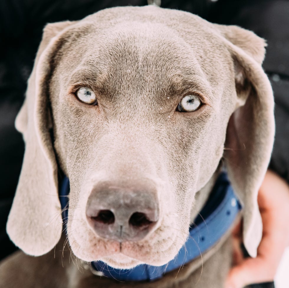 close portrait of blue eyed silver weimaraner dog with a man's hand on his blue collar close portrait of blue eyed silver weimaraner dog with a man's hand on his blue collar