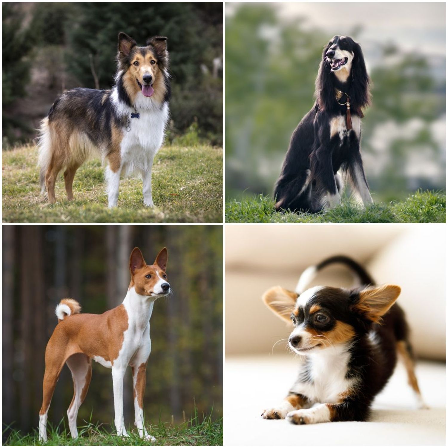 II. Characteristics of independent dog breeds