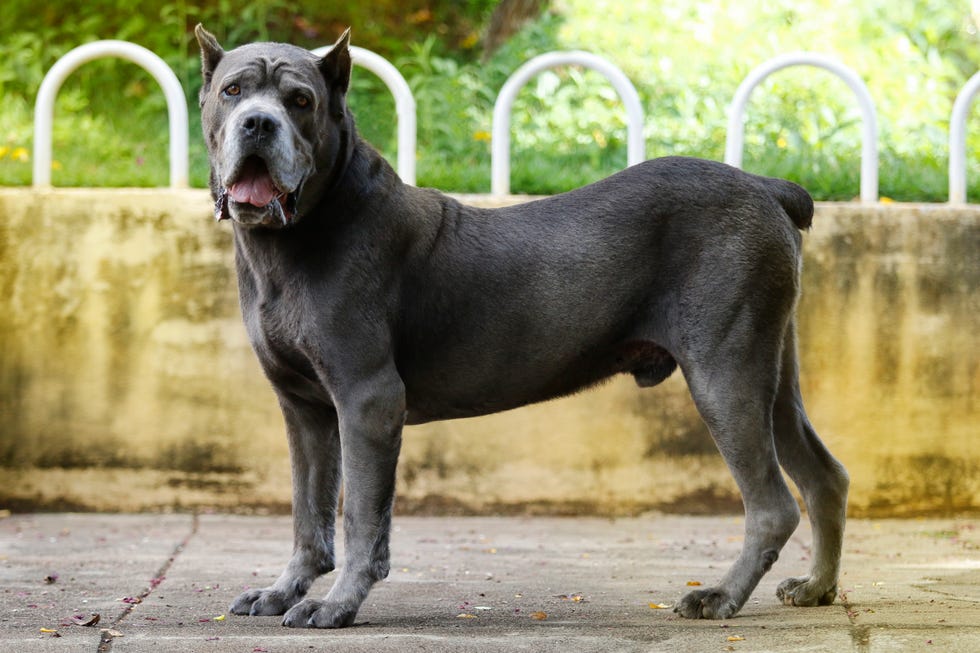 son cane corsos relacionados con pit bulls