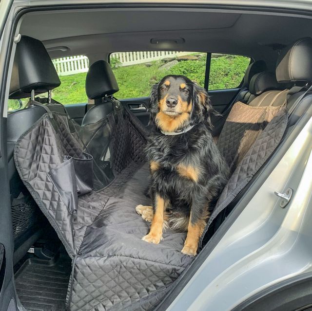 https://hips.hearstapps.com/hmg-prod/images/dog-car-seat-cover-005-64b97a6e76d44.jpg?crop=0.744xw:0.991xh;0.143xw,0.00217xh&resize=640:*